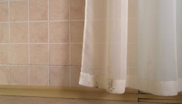 Best Black Mold Removal  in Paris, TX