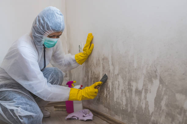 Best Forensic Mold Investigation  in Paris, TX