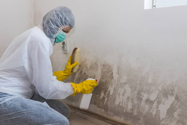 Best Water Damage & Mold Remediation  in Paris, TX