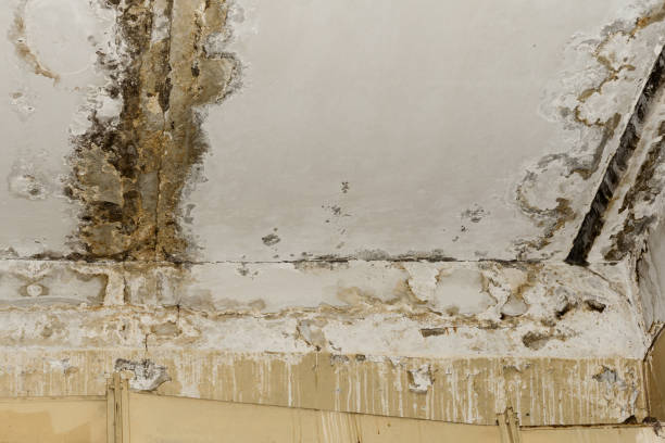 Best Environmental Consulting for Mold Prevention  in Paris, TX