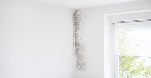 Best Mold Damage Restoration  in Paris, TX