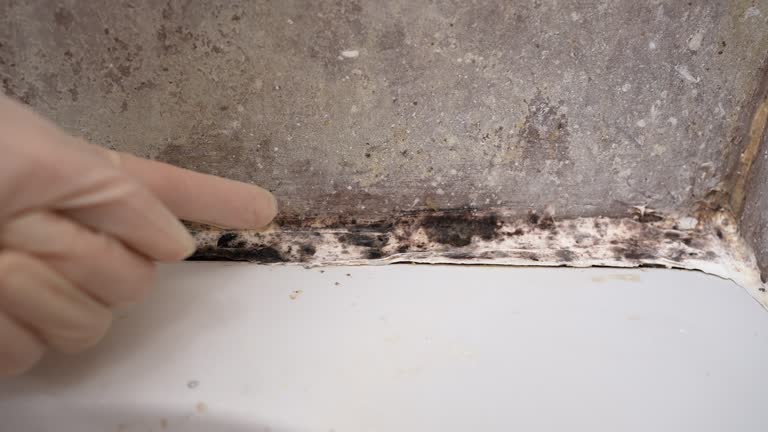 Best Mold Removal for HVAC Installations  in Paris, TX
